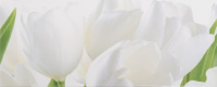 АКЦИЯ YALTA 1 Tulip W 200X500 - керамическая плитка