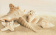 АКЦИЯ Amalfi sand decor 01 250х400 (1-й сорт) - керамическая плитка - Распродажа, скидки до 50% 